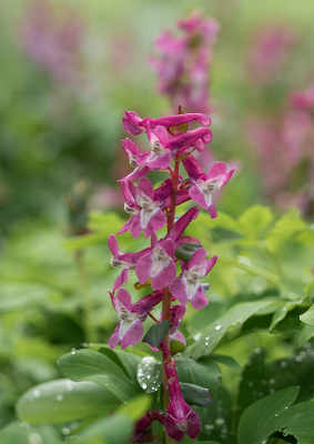 <i class='fa fa-user'></i>&nbsp;Tim Oord&nbsp;|  Holwortel&nbsp; <i class='fa fa-eye'>&nbsp;71</i> &nbsp;<i class='fa fa-thumbs-up'>&nbsp;1</i> &nbsp; <i class='fa fa-comment-o'>&nbsp;2</i>