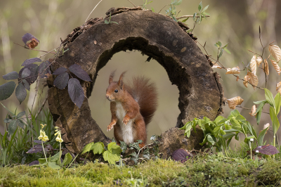 <i class='fa fa-user'></i>&nbsp;Luc Meert&nbsp;|  Eekhoorn&nbsp; <i class='fa fa-eye'>&nbsp;170</i> &nbsp;<i class='fa fa-thumbs-up'>&nbsp;6</i> &nbsp; <i class='fa fa-comment-o'>&nbsp;8</i>