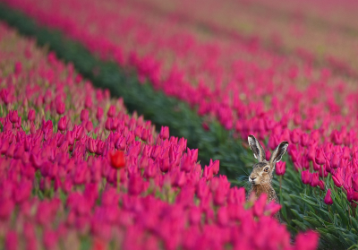 <i class='fa fa-user'></i>&nbsp;robert-jan&nbsp;|  Haas&nbsp; <i class='fa fa-eye'>&nbsp;140</i> &nbsp;<i class='fa fa-thumbs-up'>&nbsp;9</i> &nbsp; <i class='fa fa-comment-o'>&nbsp;10</i>