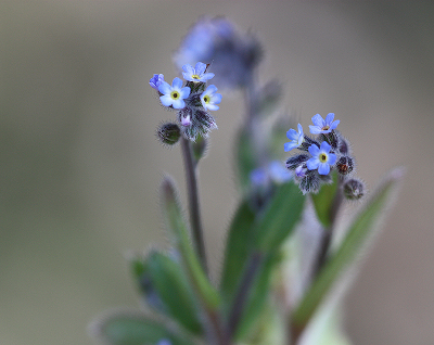 <i class='fa fa-user'></i>&nbsp;Paul Vandebroek&nbsp;|  Ruw Vergeet-mij-nietje&nbsp; <i class='fa fa-eye'>&nbsp;47</i> &nbsp; <i class='fa fa-comment-o'>&nbsp;2</i>