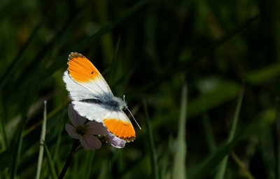 <i class='fa fa-user'></i>&nbsp;nelappelmelk&nbsp;|  Oranjetipje&nbsp; <i class='fa fa-eye'>&nbsp;88</i> &nbsp; <i class='fa fa-comment-o'>&nbsp;4</i>