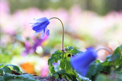 <i class='fa fa-user'></i>&nbsp;hesterb&nbsp;|  Blauwe Anemoon&nbsp; <i class='fa fa-eye'>&nbsp;79</i> &nbsp; <i class='fa fa-comment-o'>&nbsp;6</i>