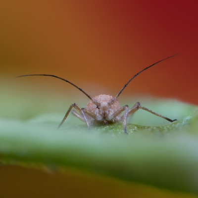 <i class='fa fa-user'></i>&nbsp;Reinier van den Born&nbsp;|  Bladluis sp.&nbsp; <i class='fa fa-eye'>&nbsp;69</i> &nbsp;<i class='fa fa-thumbs-up'>&nbsp;9</i> &nbsp; <i class='fa fa-comment-o'>&nbsp;3</i>