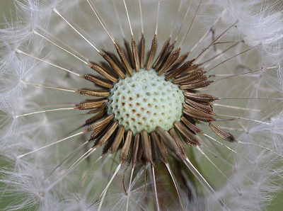 <i class='fa fa-user'></i>&nbsp;Paul Vandebroek&nbsp;|  Paardenbloem&nbsp; <i class='fa fa-eye'>&nbsp;53</i> &nbsp;<i class='fa fa-thumbs-up'>&nbsp;1</i> &nbsp; <i class='fa fa-comment-o'>&nbsp;3</i>