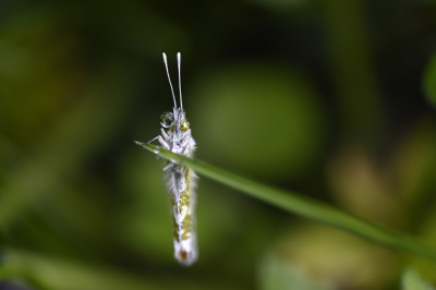 <i class='fa fa-user'></i>&nbsp;liesbeth van vliet&nbsp;|  Oranjetipje&nbsp; <i class='fa fa-eye'>&nbsp;75</i> &nbsp; <i class='fa fa-comment-o'>&nbsp;7</i>