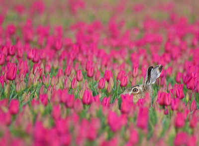 <i class='fa fa-user'></i>&nbsp;robert-jan&nbsp;|  Haas&nbsp; <i class='fa fa-eye'>&nbsp;92</i> &nbsp;<i class='fa fa-thumbs-up'>&nbsp;2</i> &nbsp; <i class='fa fa-comment-o'>&nbsp;5</i>