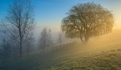 De zonsopkomsten op onze dijk zie ik altijd aan de waterkant, dit keer vanwege een schoolopdracht heb ik de weg gefotografeerd, toen viel me dit mooie tafereel op, de treurwilg met de hekjes in de mist, thuis zag ik pas dat het lijkt alsof ik in een heuvellandschap stond.