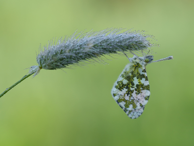 <i class='fa fa-user'></i>&nbsp;Jurgen Maassen&nbsp;|  Oranjetipje&nbsp; <i class='fa fa-eye'>&nbsp;88</i> &nbsp;<i class='fa fa-thumbs-up'>&nbsp;7</i> &nbsp; <i class='fa fa-comment-o'>&nbsp;4</i>