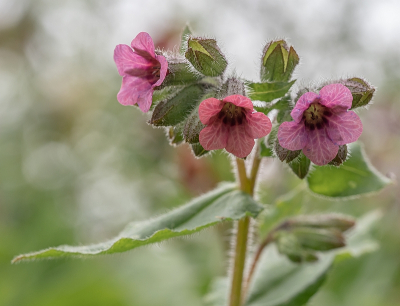 <i class='fa fa-user'></i>&nbsp;Tim Oord&nbsp;|  Gevlekt Longkruid&nbsp; <i class='fa fa-eye'>&nbsp;63</i> &nbsp;<i class='fa fa-thumbs-up'>&nbsp;4</i> &nbsp; <i class='fa fa-comment-o'>&nbsp;4</i>