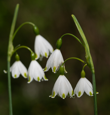 <i class='fa fa-user'></i>&nbsp;Tim Oord&nbsp;|  Zomerklokje&nbsp; <i class='fa fa-eye'>&nbsp;68</i> &nbsp; <i class='fa fa-comment-o'>&nbsp;2</i>