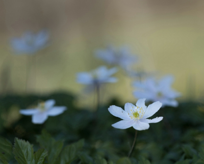 <i class='fa fa-user'></i>&nbsp;kiran&nbsp;|  Bosanemoon&nbsp; <i class='fa fa-eye'>&nbsp;65</i> &nbsp;<i class='fa fa-thumbs-up'>&nbsp;3</i> &nbsp; <i class='fa fa-comment-o'>&nbsp;3</i>