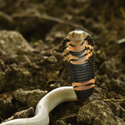 <i class='fa fa-user'></i>&nbsp;Eric Gibcus&nbsp;|  Mozambikaanse Spuwende Cobra&nbsp; <i class='fa fa-eye'>&nbsp;148</i> &nbsp;<i class='fa fa-thumbs-up'>&nbsp;5</i> &nbsp; <i class='fa fa-comment-o'>&nbsp;5</i>