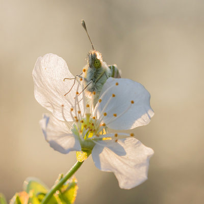 <i class='fa fa-user'></i>&nbsp;Tom&nbsp;|  Oranjetipje&nbsp; <i class='fa fa-eye'>&nbsp;92</i> &nbsp;<i class='fa fa-thumbs-up'>&nbsp;9</i> &nbsp; <i class='fa fa-comment-o'>&nbsp;5</i>