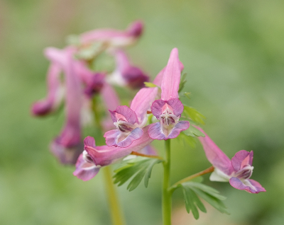 <i class='fa fa-user'></i>&nbsp;Tim Oord&nbsp;|  Vingerhelmbloem&nbsp; <i class='fa fa-eye'>&nbsp;51</i> &nbsp;<i class='fa fa-thumbs-up'>&nbsp;1</i> &nbsp; <i class='fa fa-comment-o'>&nbsp;4</i>