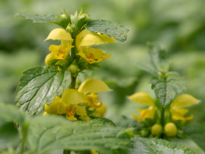 <i class='fa fa-user'></i>&nbsp;Tim Oord&nbsp;|  Gele Dovenetel&nbsp; <i class='fa fa-eye'>&nbsp;43</i> &nbsp; <i class='fa fa-comment-o'>&nbsp;1</i>