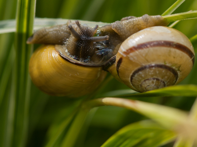 <i class='fa fa-user'></i> susan meijnders | Zwartgerande Tuinslak  <i class='fa fa-eye'> 49</i>  <i class='fa fa-thumbs-up'> 1</i>   <i class='fa fa-comment-o'> 7</i>