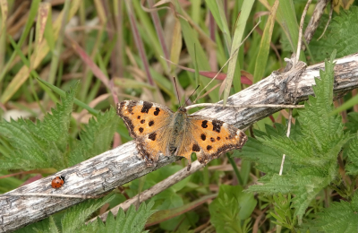 <i class='fa fa-user'></i>&nbsp;nelappelmelk&nbsp;|  Grote Vos&nbsp; <i class='fa fa-eye'>&nbsp;65</i> &nbsp;<i class='fa fa-thumbs-up'>&nbsp;2</i> &nbsp; <i class='fa fa-comment-o'>&nbsp;5</i>