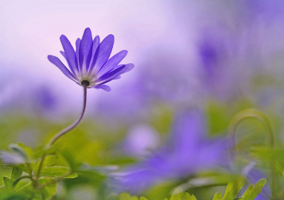 <i class='fa fa-user'></i>&nbsp;Nel R&nbsp;|  Blauwe Anemoon&nbsp; <i class='fa fa-eye'>&nbsp;74</i> &nbsp;<i class='fa fa-thumbs-up'>&nbsp;8</i> &nbsp; <i class='fa fa-comment-o'>&nbsp;10</i>