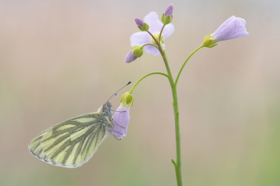 <i class='fa fa-user'></i>&nbsp;Johan van Gurp&nbsp;|  Klein Geaderd Witje&nbsp; <i class='fa fa-eye'>&nbsp;88</i> &nbsp;<i class='fa fa-thumbs-up'>&nbsp;7</i> &nbsp; <i class='fa fa-comment-o'>&nbsp;1</i>