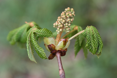 <i class='fa fa-user'></i>&nbsp;Paul Vandebroek&nbsp;|  Witte Paardenkastanje&nbsp; <i class='fa fa-eye'>&nbsp;53</i> &nbsp;<i class='fa fa-thumbs-up'>&nbsp;4</i> &nbsp; <i class='fa fa-comment-o'>&nbsp;4</i>