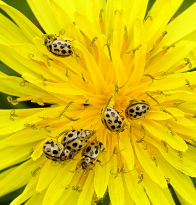 <i class='fa fa-user'></i>&nbsp;Nel R&nbsp;|  Zestienstippelig Lieveheersbeestje&nbsp; <i class='fa fa-eye'>&nbsp;79</i> &nbsp;<i class='fa fa-thumbs-up'>&nbsp;1</i> &nbsp; <i class='fa fa-comment-o'>&nbsp;4</i>