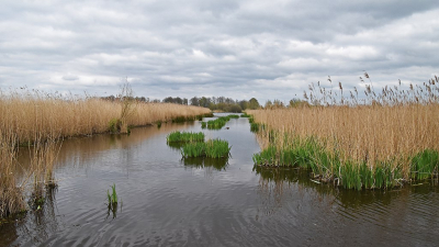 <i class='fa fa-user'></i>&nbsp;kooyammers&nbsp;|  Moeras Nespolder&nbsp; <i class='fa fa-eye'>&nbsp;75</i> &nbsp;<i class='fa fa-thumbs-up'>&nbsp;1</i> &nbsp; <i class='fa fa-comment-o'>&nbsp;3</i>