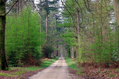 <i class='fa fa-user'></i>&nbsp;Tineke Strijbosch&nbsp;|  Vleugje groen in het Speulderbos&nbsp; <i class='fa fa-eye'>&nbsp;68</i> &nbsp; <i class='fa fa-comment-o'>&nbsp;5</i>