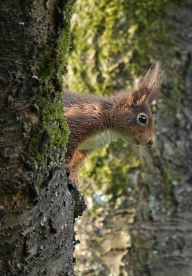 <i class='fa fa-user'></i>&nbsp;nelappelmelk&nbsp;|  Eekhoorn&nbsp; <i class='fa fa-eye'>&nbsp;69</i> &nbsp;<i class='fa fa-thumbs-up'>&nbsp;1</i> &nbsp; <i class='fa fa-comment-o'>&nbsp;3</i>