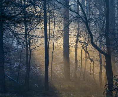 <i class='fa fa-user'></i>&nbsp;ErnovanDoorn&nbsp;|  Zonneharp&nbsp; <i class='fa fa-eye'>&nbsp;68</i> &nbsp; <i class='fa fa-comment-o'>&nbsp;7</i>