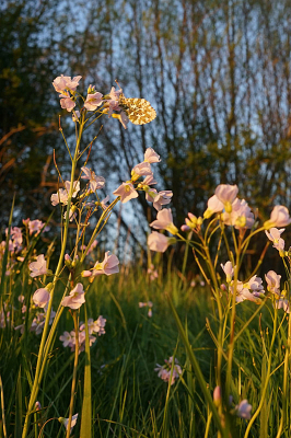 <i class='fa fa-user'></i>&nbsp;David Ruijs&nbsp;|  Oranjetipje&nbsp; <i class='fa fa-eye'>&nbsp;79</i> &nbsp;<i class='fa fa-thumbs-up'>&nbsp;2</i> &nbsp; <i class='fa fa-comment-o'>&nbsp;5</i>