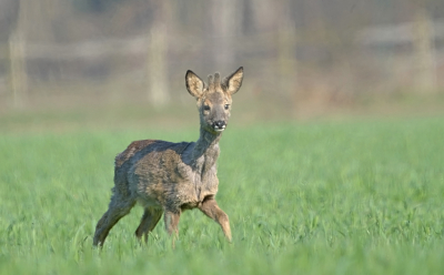 <i class='fa fa-user'></i>&nbsp;David Ruijs&nbsp;|  Ree&nbsp; <i class='fa fa-eye'>&nbsp;81</i> &nbsp;<i class='fa fa-thumbs-up'>&nbsp;2</i> &nbsp; <i class='fa fa-comment-o'>&nbsp;3</i>