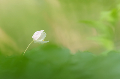 <i class='fa fa-user'></i>&nbsp;Jurgen Maassen&nbsp;|  Bosanemoon&nbsp; <i class='fa fa-eye'>&nbsp;55</i> &nbsp;<i class='fa fa-thumbs-up'>&nbsp;3</i> &nbsp; <i class='fa fa-comment-o'>&nbsp;3</i>