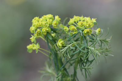 <i class='fa fa-user'></i>&nbsp;Paul Vandebroek&nbsp;|  Cipreswolfsmelk&nbsp; <i class='fa fa-eye'>&nbsp;60</i> &nbsp;<i class='fa fa-thumbs-up'>&nbsp;1</i> &nbsp; <i class='fa fa-comment-o'>&nbsp;4</i>