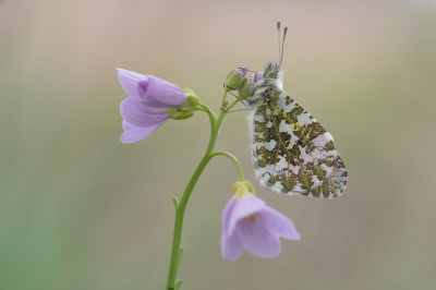 <i class='fa fa-user'></i>&nbsp;Johan van Gurp&nbsp;|  Oranjetipje&nbsp; <i class='fa fa-eye'>&nbsp;88</i> &nbsp;<i class='fa fa-thumbs-up'>&nbsp;1</i> &nbsp; <i class='fa fa-comment-o'>&nbsp;3</i>