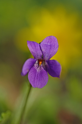 <i class='fa fa-user'></i>&nbsp;Cor&nbsp;|  Maarts Viooltje&nbsp; <i class='fa fa-eye'>&nbsp;80</i> &nbsp;<i class='fa fa-thumbs-up'>&nbsp;9</i> &nbsp; <i class='fa fa-comment-o'>&nbsp;4</i>