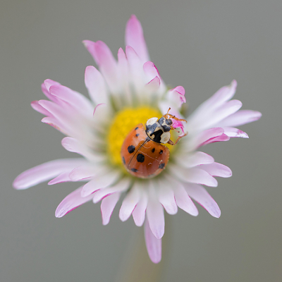 <i class='fa fa-user'></i>&nbsp;Tom&nbsp;|  Aziatisch Lieveheersbeestje&nbsp; <i class='fa fa-eye'>&nbsp;104</i> &nbsp;<i class='fa fa-thumbs-up'>&nbsp;6</i> &nbsp; <i class='fa fa-comment-o'>&nbsp;6</i>