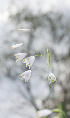 <i class='fa fa-user'></i>&nbsp;kiran&nbsp;|  Zomerklokje&nbsp; <i class='fa fa-eye'>&nbsp;61</i> &nbsp;<i class='fa fa-thumbs-up'>&nbsp;1</i> &nbsp; <i class='fa fa-comment-o'>&nbsp;0</i>