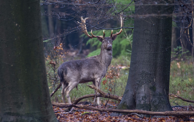 <i class='fa fa-user'></i>&nbsp;ErnovanDoorn&nbsp;|  Damhert&nbsp; <i class='fa fa-eye'>&nbsp;68</i> &nbsp; <i class='fa fa-comment-o'>&nbsp;1</i>