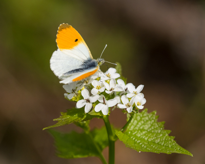 <i class='fa fa-user'></i>&nbsp;Willem Verhagen&nbsp;|  Oranjetipje&nbsp; <i class='fa fa-eye'>&nbsp;88</i> &nbsp;<i class='fa fa-thumbs-up'>&nbsp;4</i> &nbsp; <i class='fa fa-comment-o'>&nbsp;1</i>