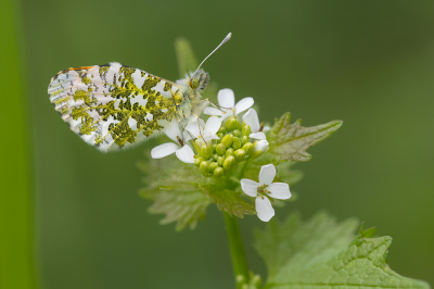 <i class='fa fa-user'></i>&nbsp;Willem Verhagen&nbsp;|  Oranjetipje&nbsp; <i class='fa fa-eye'>&nbsp;81</i> &nbsp;<i class='fa fa-thumbs-up'>&nbsp;1</i> &nbsp; <i class='fa fa-comment-o'>&nbsp;3</i>