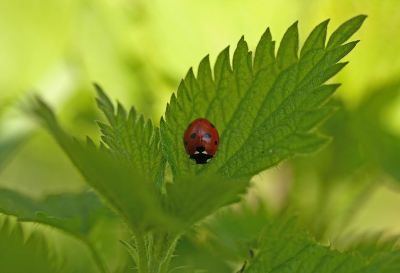 <i class='fa fa-user'></i>&nbsp;Cor&nbsp;|  Zevenstippelig Lieveheersbeestje&nbsp; <i class='fa fa-eye'>&nbsp;64</i> &nbsp;<i class='fa fa-thumbs-up'>&nbsp;1</i> &nbsp; <i class='fa fa-comment-o'>&nbsp;5</i>