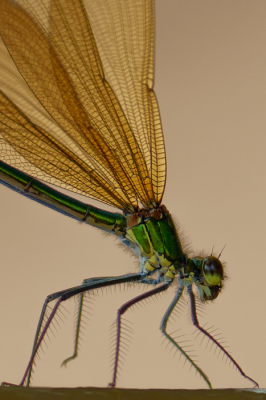 <i class='fa fa-user'></i>&nbsp;John_Jak&nbsp;|  Iberische Beekjuffer&nbsp; <i class='fa fa-eye'>&nbsp;99</i> &nbsp;<i class='fa fa-thumbs-up'>&nbsp;4</i> &nbsp; <i class='fa fa-comment-o'>&nbsp;9</i>