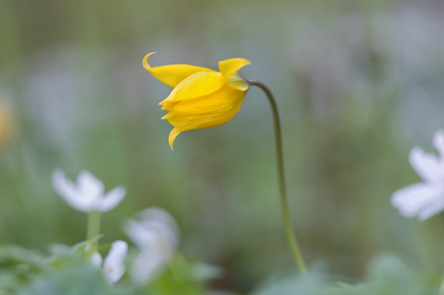 <i class='fa fa-user'></i>&nbsp;kiran&nbsp;|  Wilde Tulp&nbsp; <i class='fa fa-eye'>&nbsp;53</i> &nbsp;<i class='fa fa-thumbs-up'>&nbsp;2</i> &nbsp; <i class='fa fa-comment-o'>&nbsp;1</i>