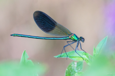 <i class='fa fa-user'></i>&nbsp;John_Jak&nbsp;|  Iberische Beekjuffer&nbsp; <i class='fa fa-eye'>&nbsp;79</i> &nbsp;<i class='fa fa-thumbs-up'>&nbsp;2</i> &nbsp; <i class='fa fa-comment-o'>&nbsp;2</i>