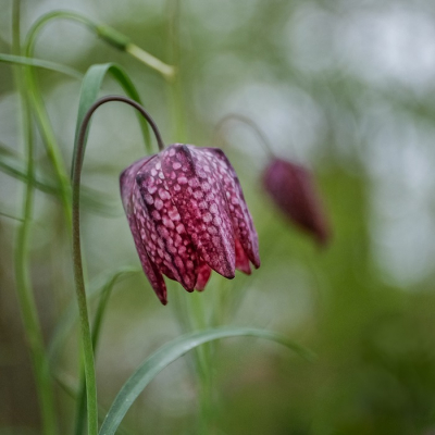 <i class='fa fa-user'></i>&nbsp;Jacolienl&nbsp;|  Wilde Kievitsbloem&nbsp; <i class='fa fa-eye'>&nbsp;64</i> &nbsp;<i class='fa fa-thumbs-up'>&nbsp;4</i> &nbsp; <i class='fa fa-comment-o'>&nbsp;5</i>