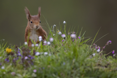 <i class='fa fa-user'></i>&nbsp;Luc Meert&nbsp;|  Eekhoorn&nbsp; <i class='fa fa-eye'>&nbsp;64</i> &nbsp;<i class='fa fa-thumbs-up'>&nbsp;3</i> &nbsp; <i class='fa fa-comment-o'>&nbsp;5</i>