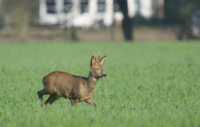 Nog een laatste foto van mijn bezoek aan de Utrechtse heuvelrug toen ik wat Reeen ben tegengekomen.