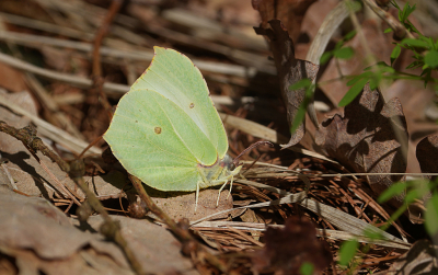<i class='fa fa-user'></i>&nbsp;David Ruijs&nbsp;|  Citroenvlinder&nbsp; <i class='fa fa-eye'>&nbsp;40</i> &nbsp;<i class='fa fa-thumbs-up'>&nbsp;1</i> &nbsp; <i class='fa fa-comment-o'>&nbsp;2</i>