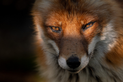 In Meijendel ontmoetten we een redelijk tamme vos. Wellicht een beetje onnatuurlijk maar i.e.g. een mooie gelegenheid voor foto's.