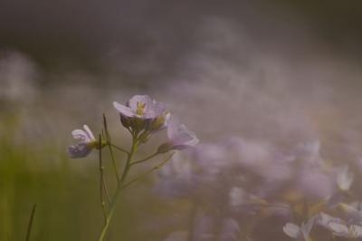 <i class='fa fa-user'></i>&nbsp;mauritskoenen48&nbsp;|  Pinksterbloem&nbsp; <i class='fa fa-eye'>&nbsp;66</i> &nbsp;<i class='fa fa-thumbs-up'>&nbsp;3</i> &nbsp; <i class='fa fa-comment-o'>&nbsp;6</i>